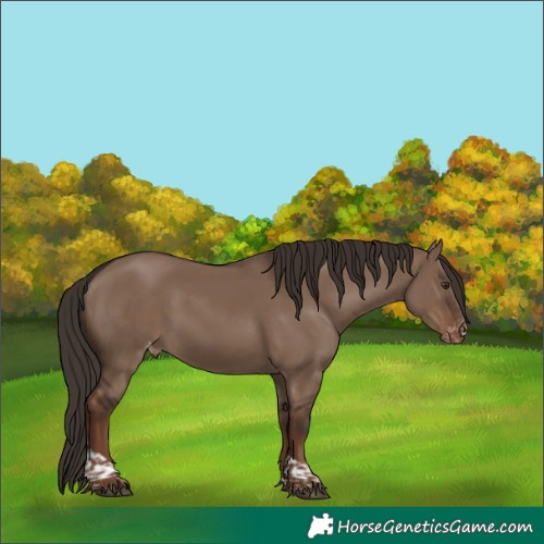 Horse Color:Liver Red Dun Tobiano Varnish Rabicano 