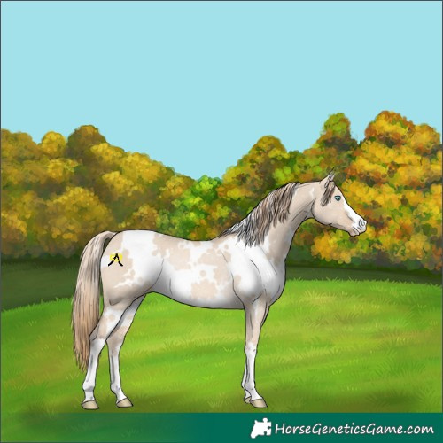 Horse Color:White Spotted Perlino Dun Rabicano