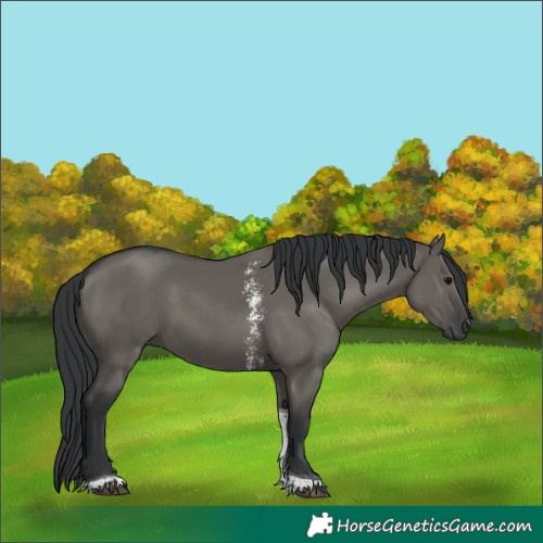 Horse Color:Grullo Sabino Tobiano Rabicano 