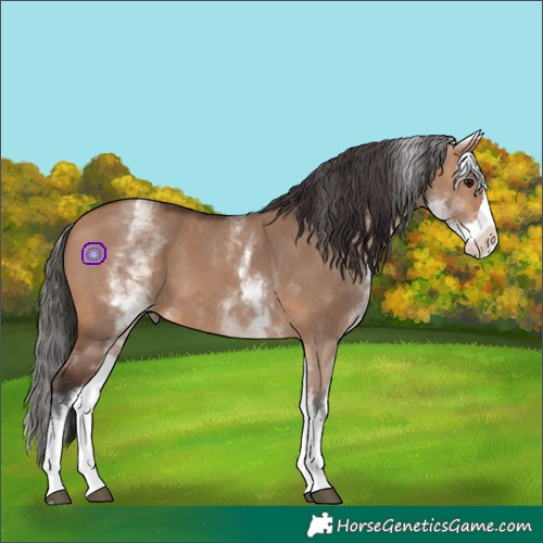 Horse Color:White Spotted Bay Dun Splash 