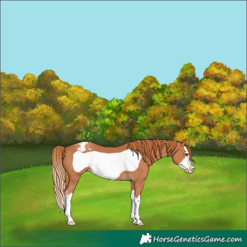 Horse Color:Chestnut Splash Frame Varnish 