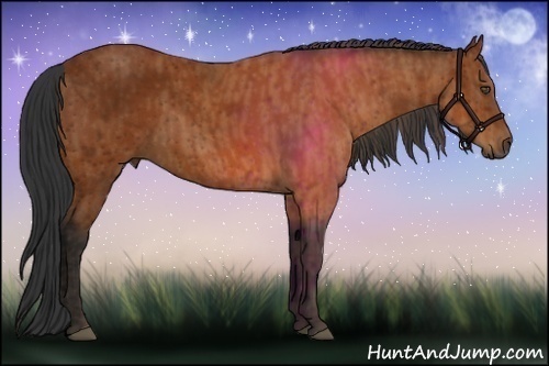 Horse Color:Bay Brindle