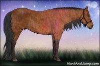 Horse Color:Bay  Brindle