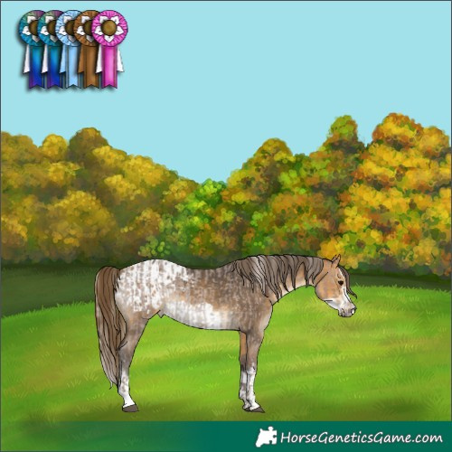 Horse Color:Silver Blue Roan Rabicano  and Buckskin Sabino Splash Frame Blanket Rabicano 