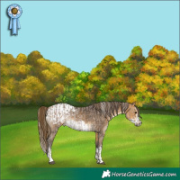 Horse Color:Silver Blue Roan Rabicano and Buckskin Sabino Splash Frame Appaloosa Rabicano