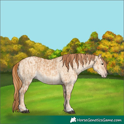 Horse Color:Red Dun  and Gold Champagne Dun 