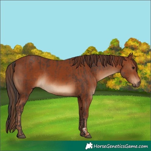 Horse Color:Bay  and Chestnut 