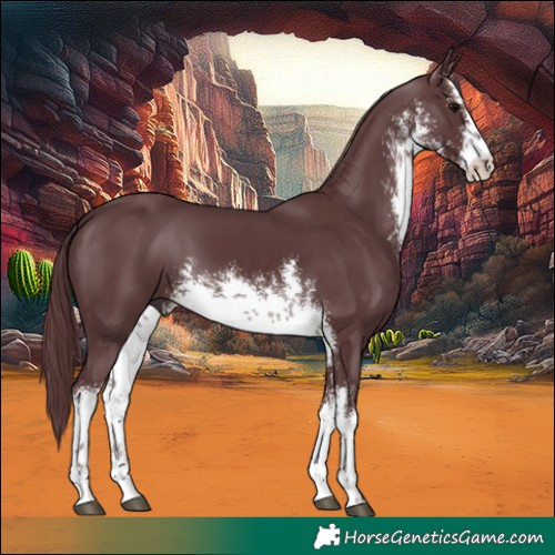 Horse Color:White Spotted Chocolate Black