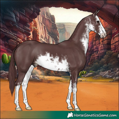 Horse Color:White Spotted Chocolate Black