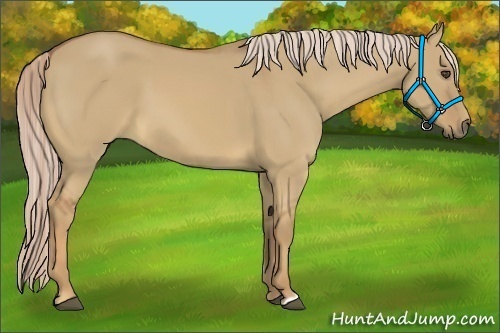 Horse Color:Palomino Dun