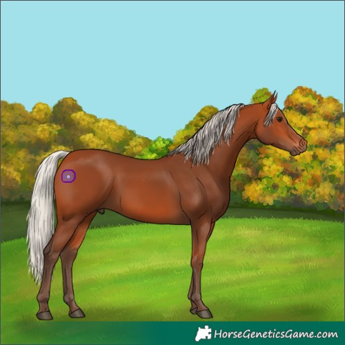Horse Color:Silver Bay