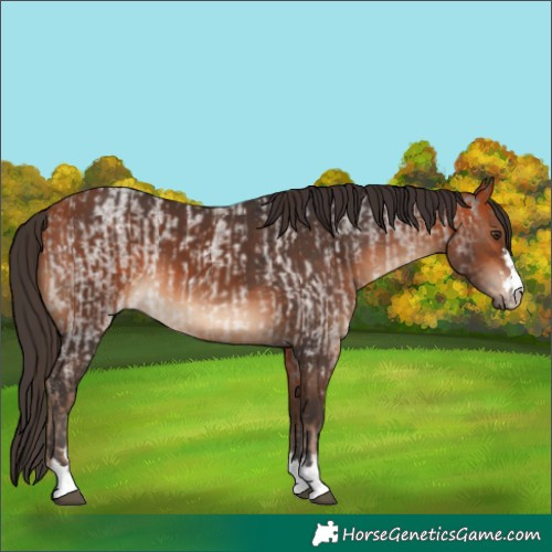 Horse Color:Liver Red Roan  and Bay 