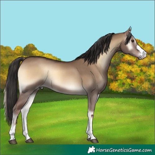 Horse Color:Liver Red Dun Onyx
