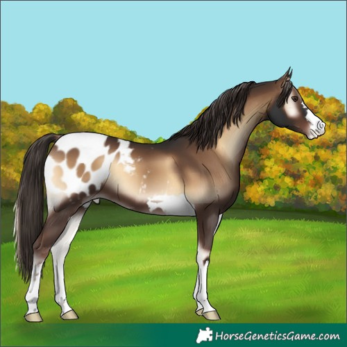 Horse Color:Liver Red Onyx Appaloosa 