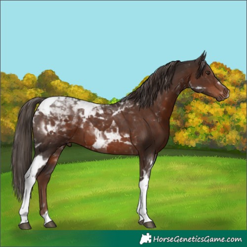 Horse Color:Liver Chestnut Tobiano