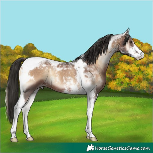 Horse Color:Liver Red Onyx Sabino Tobiano