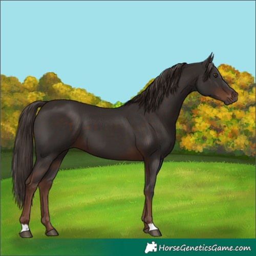 Horse Color:Liver Chestnut