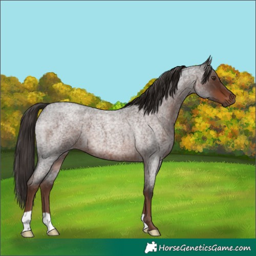 Horse Color:Liver Red Roan