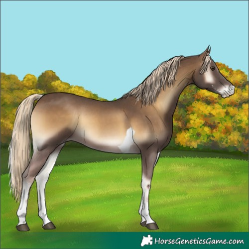 Horse Color:Chocolate Palomino Onyx Sabino Tobiano 