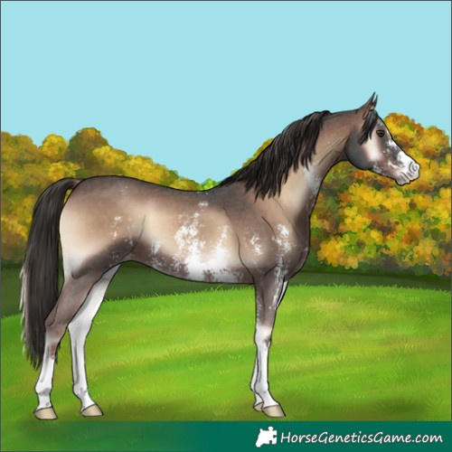 Horse Color:Liver Red Onyx Sabino 