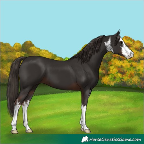 Horse Color:White Spotted Liver Chestnut
