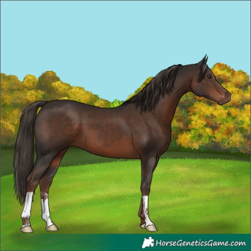 Horse Color:Liver Chestnut 