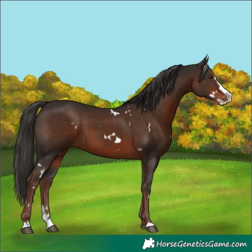Horse Color:White Spotted Liver Chestnut Splash 