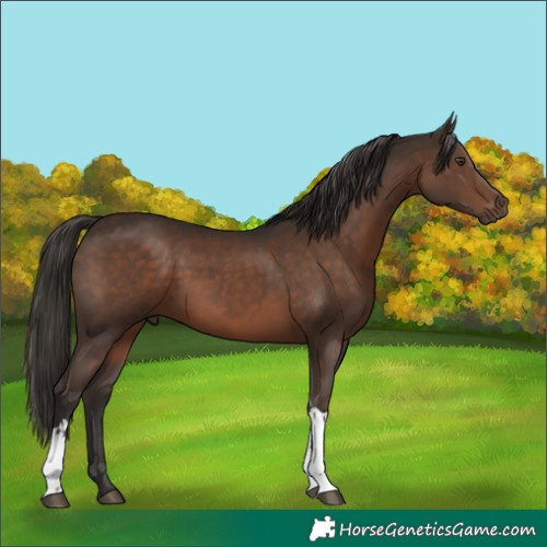 Horse Color:White Spotted Liver Chestnut Tobiano