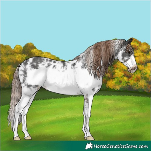 Horse Color:Liver Chestnut Sabino Frame