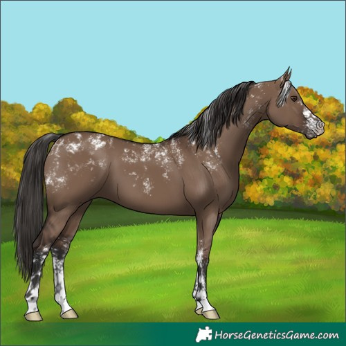 Horse Color:Powder White Liver Red Dun