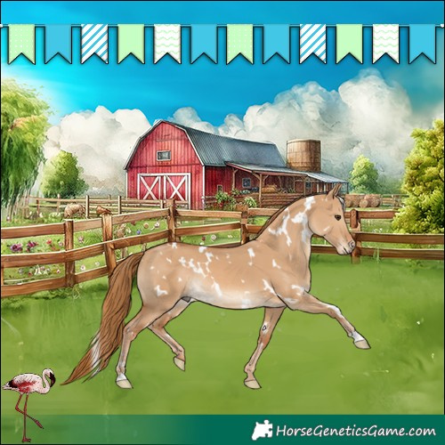 Horse Color:White Spotted Red Dun Rabicano