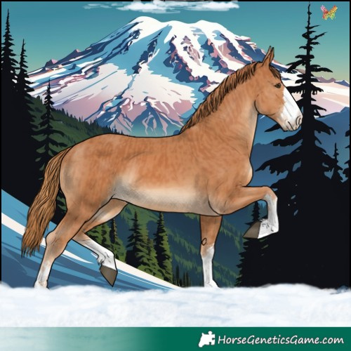 Horse Color:Chestnut and Chestnut
