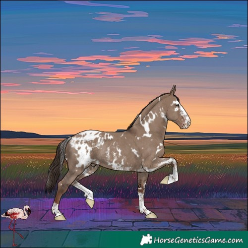 Horse Color:White Spotted Liver Red Dun Sabino Appaloosa Rabicano
