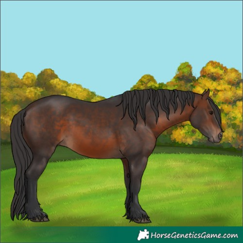 Horse Color:Brown Rabicano 