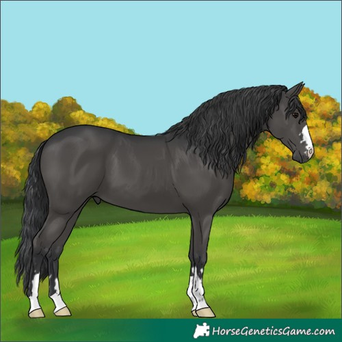 Horse Color:Black 