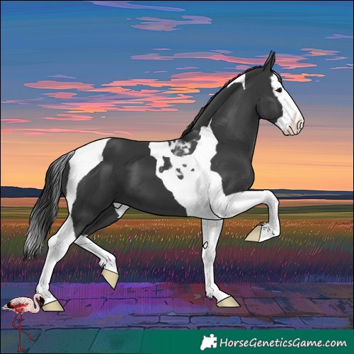 Horse Color:Black Splash Tobiano 