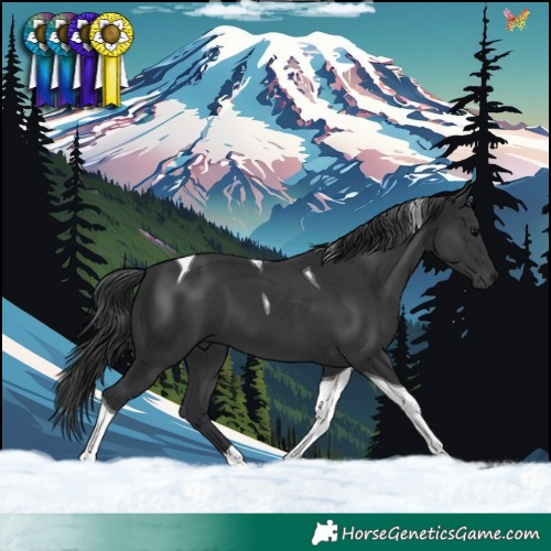 Horse Color:Black Tobiano 
