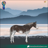 Horse Color:White Spotted Silver Brown