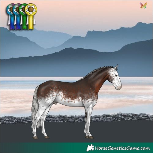 Horse Color:White Spotted Silver Brown