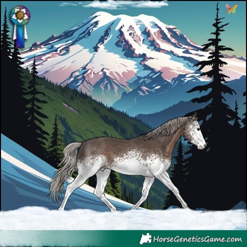 Horse Color:White Spotted Silver Black
