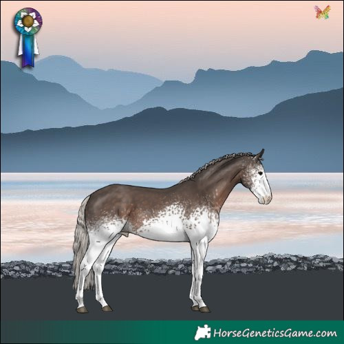 Horse Color:White Spotted Silver Black