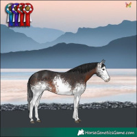 Horse Color:White Spotted Brown 