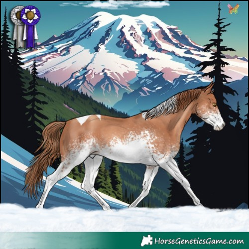 Horse Color:White Spotted Gold Champagne Tobiano