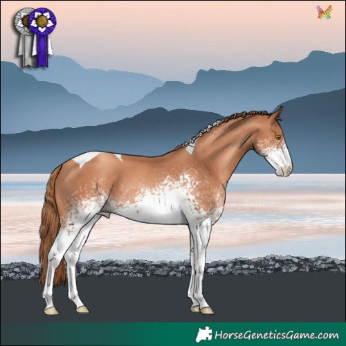Horse Color:White Spotted Gold Champagne Tobiano 