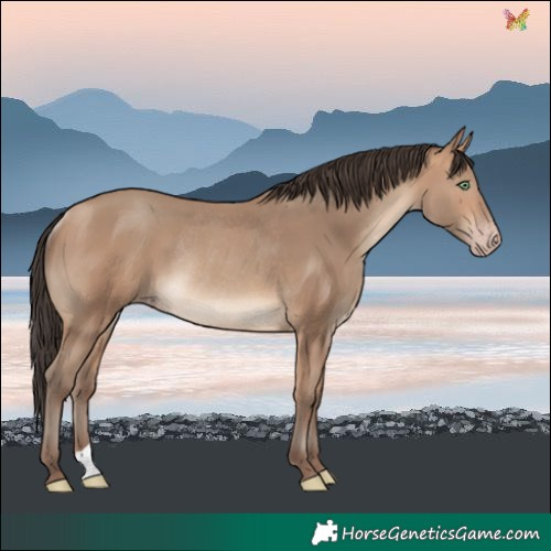 Horse Color:Amber Champagne Rabicano 