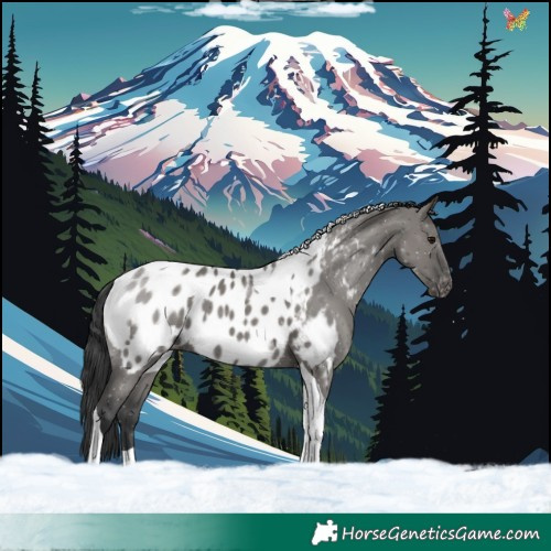 Horse Color:Grullo Tobiano Appaloosa 