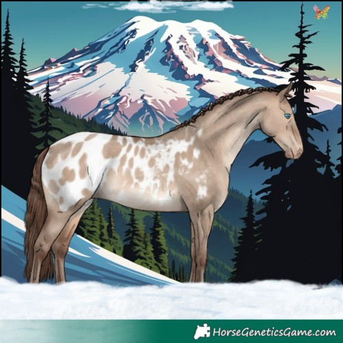 Horse Color:Sable Champagne Dun Appaloosa