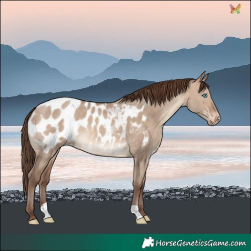 Horse Color:Sable Champagne Dun Near Leopard