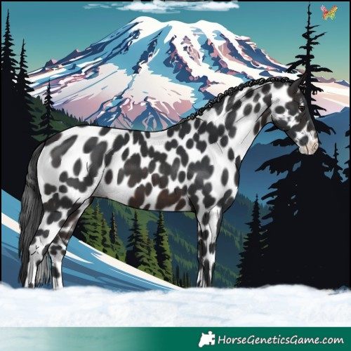 Horse Color:Brown Appaloosa