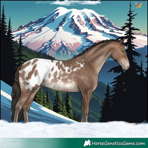 Horse Color:Sable Champagne Appaloosa